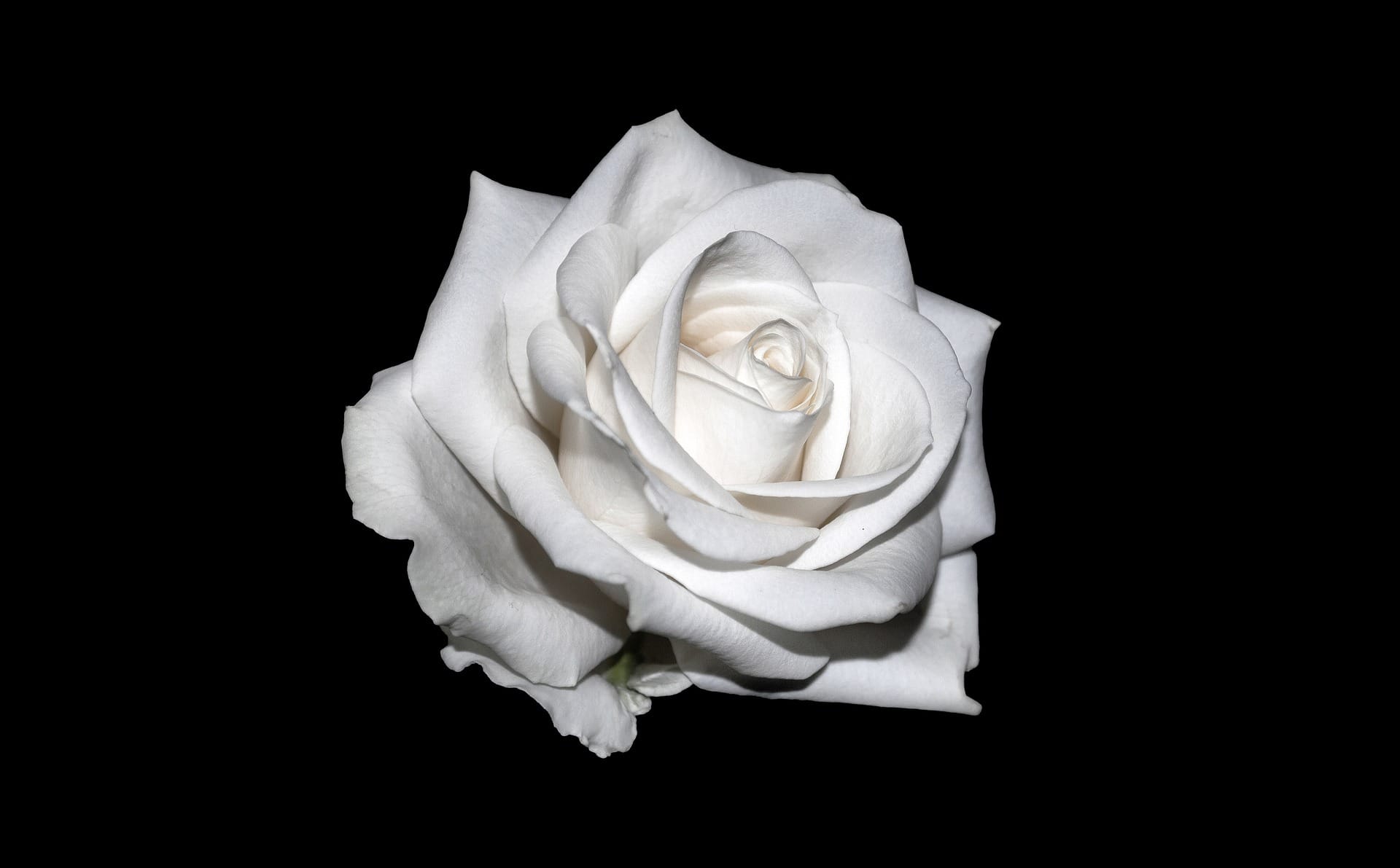 Die Weiße Rose